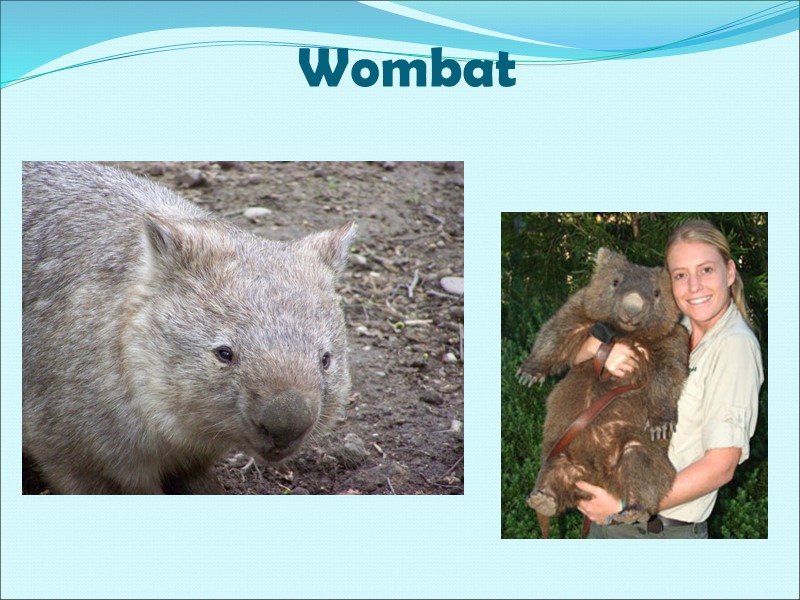 Wombat